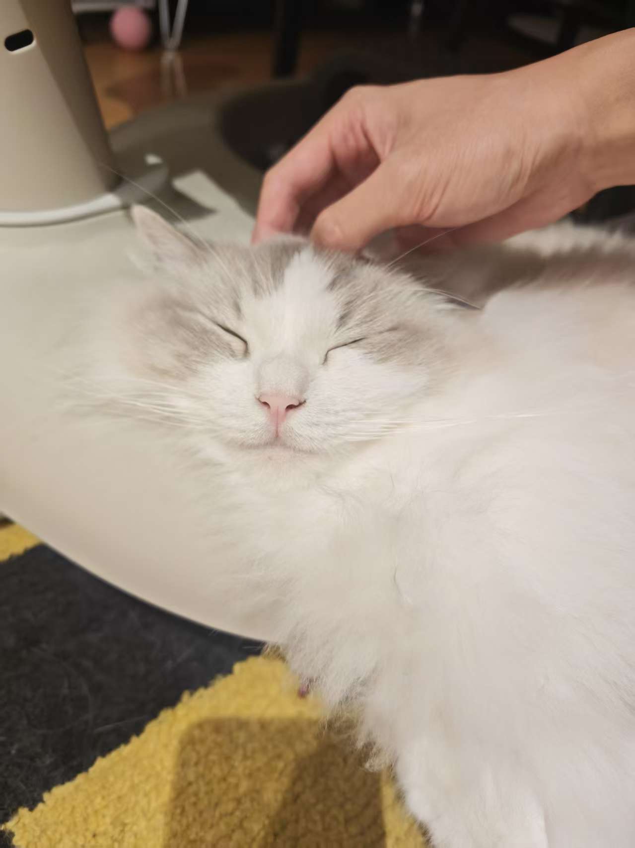 一只被摸头后闭眼放松的小猫